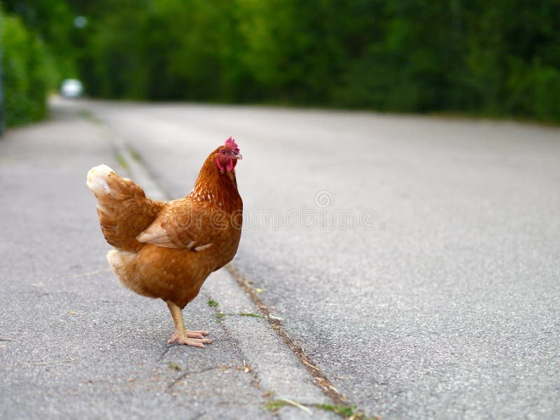 Ontdek het Avontuur van Chicken Road in Nederlandse Online Casinos