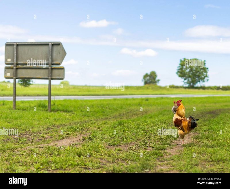 Overview of chicken road game